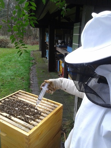 Varroa behandeling